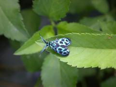 藍紋斑蛾 